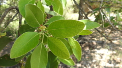 Lophostemon grandiflorus