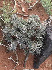 Euphorbia braunsii