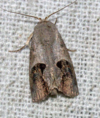 Miaromima cornucopia