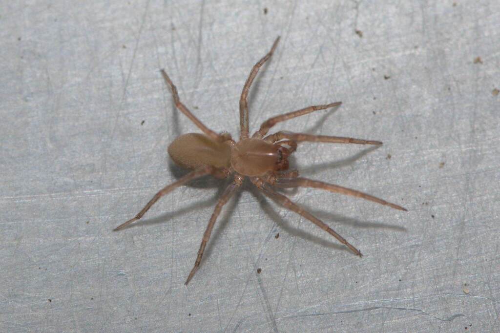 Phanotea ceratogyna