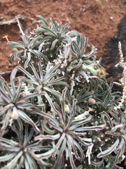 Euphorbia braunsii