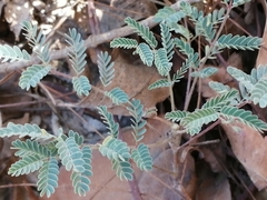 Hoffmannseggia glauca