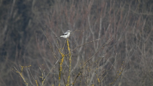 Great Gray Shrike