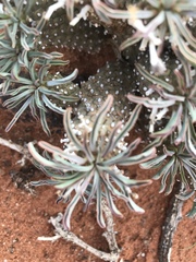 Euphorbia braunsii