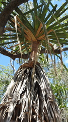 Pandanus cookii