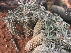 Euphorbia braunsii