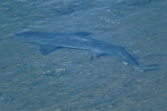 Mustelus californicus