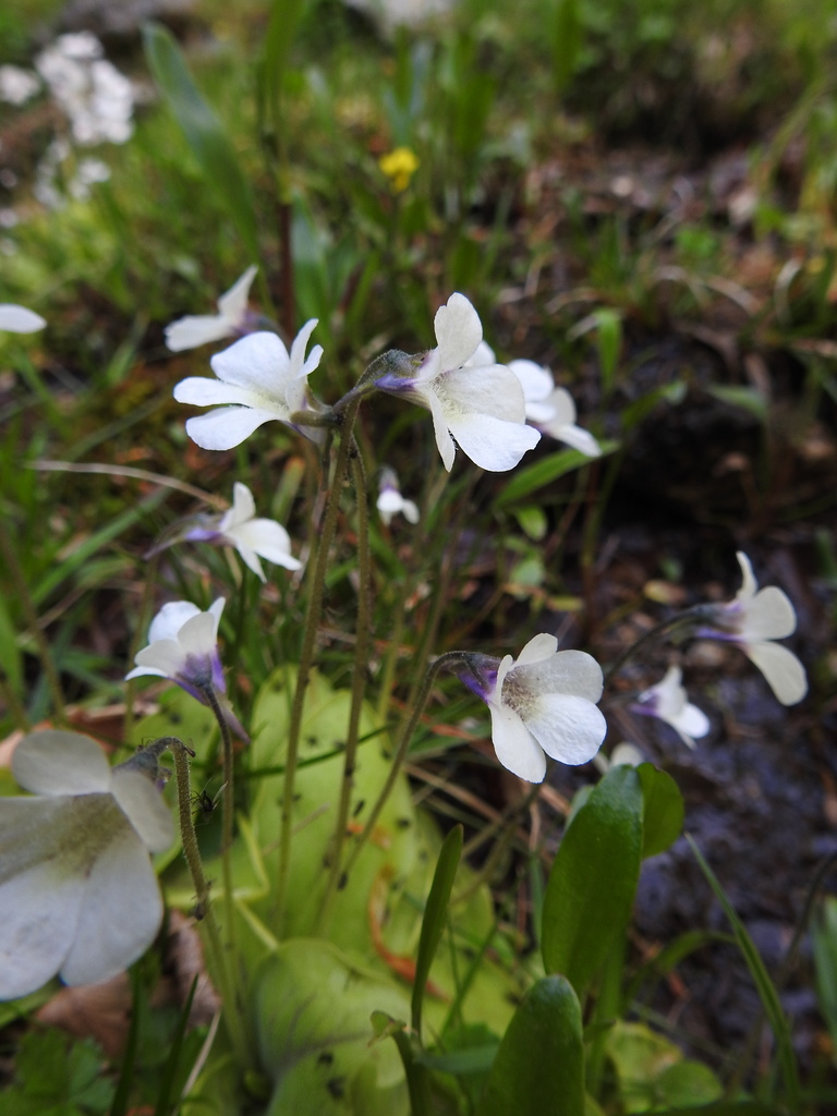 Pinguicula corsica, 20134 Palneca, France