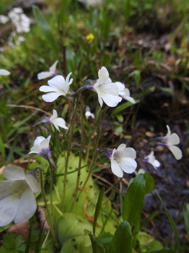 Pinguicula corsica