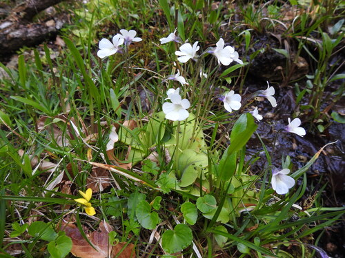 Pinguicula corsica