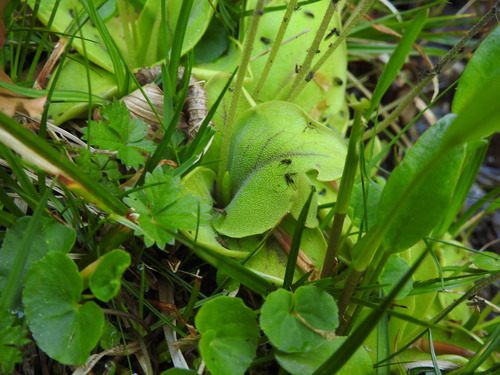 Pinguicula corsica