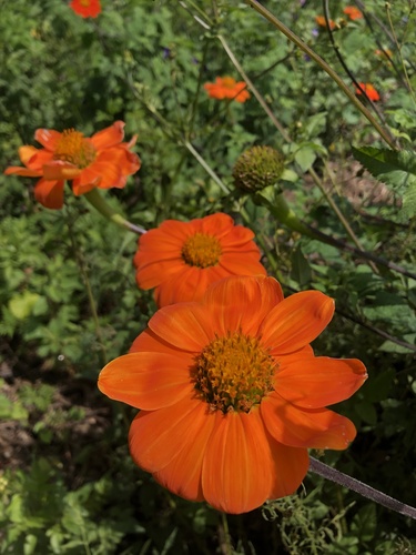 Clavel De Muerto (Tithonia rotundifolia)