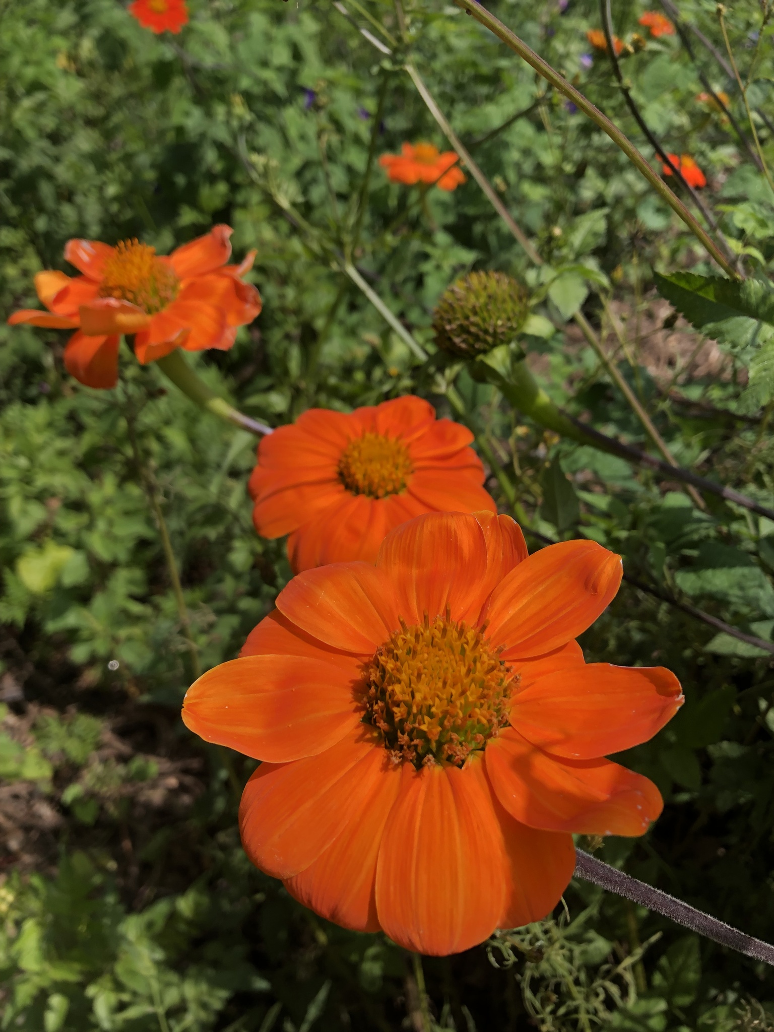Clavel De Muerto (Tithonia rotundifolia)