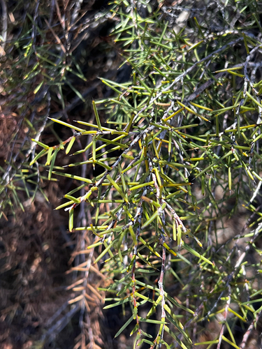 Wait a While (Acacia nyssophylla)