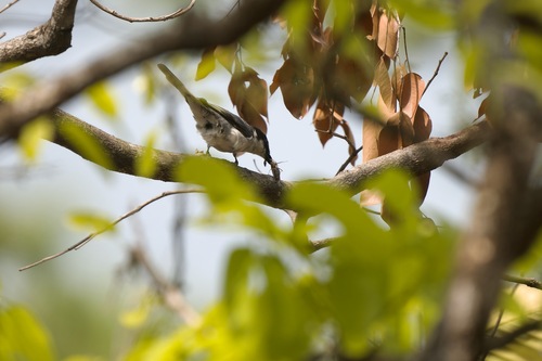 Ashy Minivet