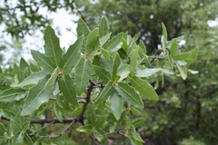 Quercus emoryi