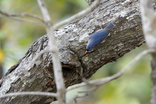 Velvet-fronted Nuthatch
