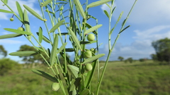 Phyllanthus virgatus