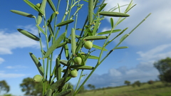 Phyllanthus virgatus