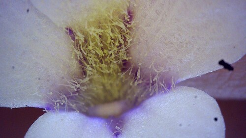 Pinguicula corsica