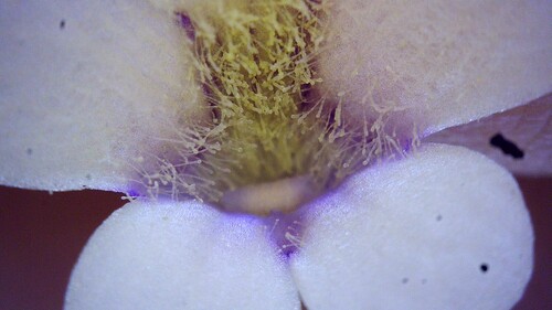 Pinguicula corsica