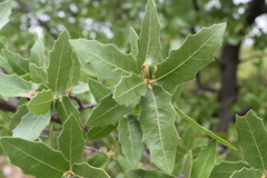 Quercus emoryi