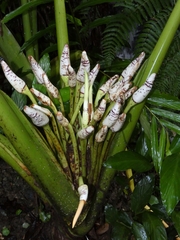 Alocasia sarawakensis