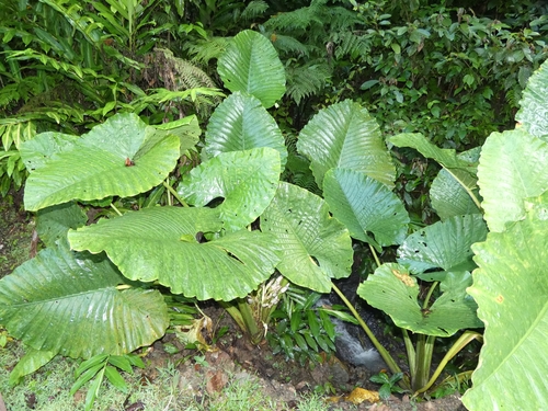 Alocasia sarawakensis (Alocasia sarawakensis)