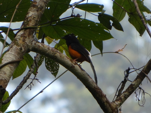 White-crowned Shama (Copsychus stricklandii), photo 2