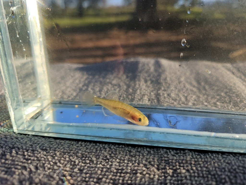 Golden Carp Gudgeon
