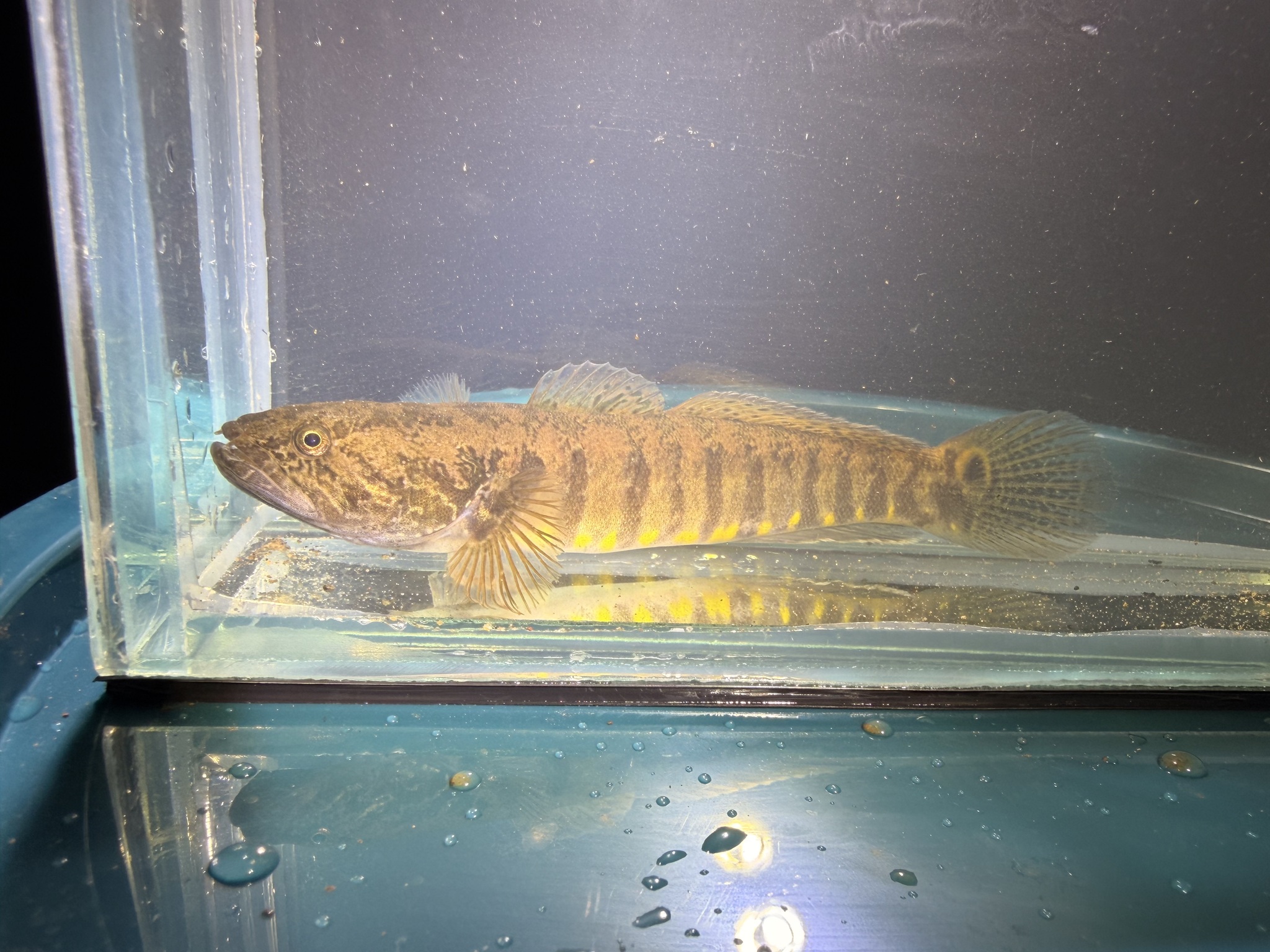 Barred Gudgeon photo 4
