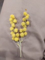 Acacia pycnantha