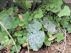 Golovinomyces sonchicola