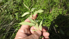 Santalum lanceolatum