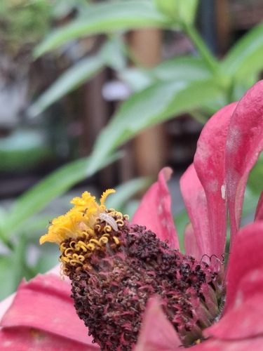Elegant Zinnia (Zinnia elegans)