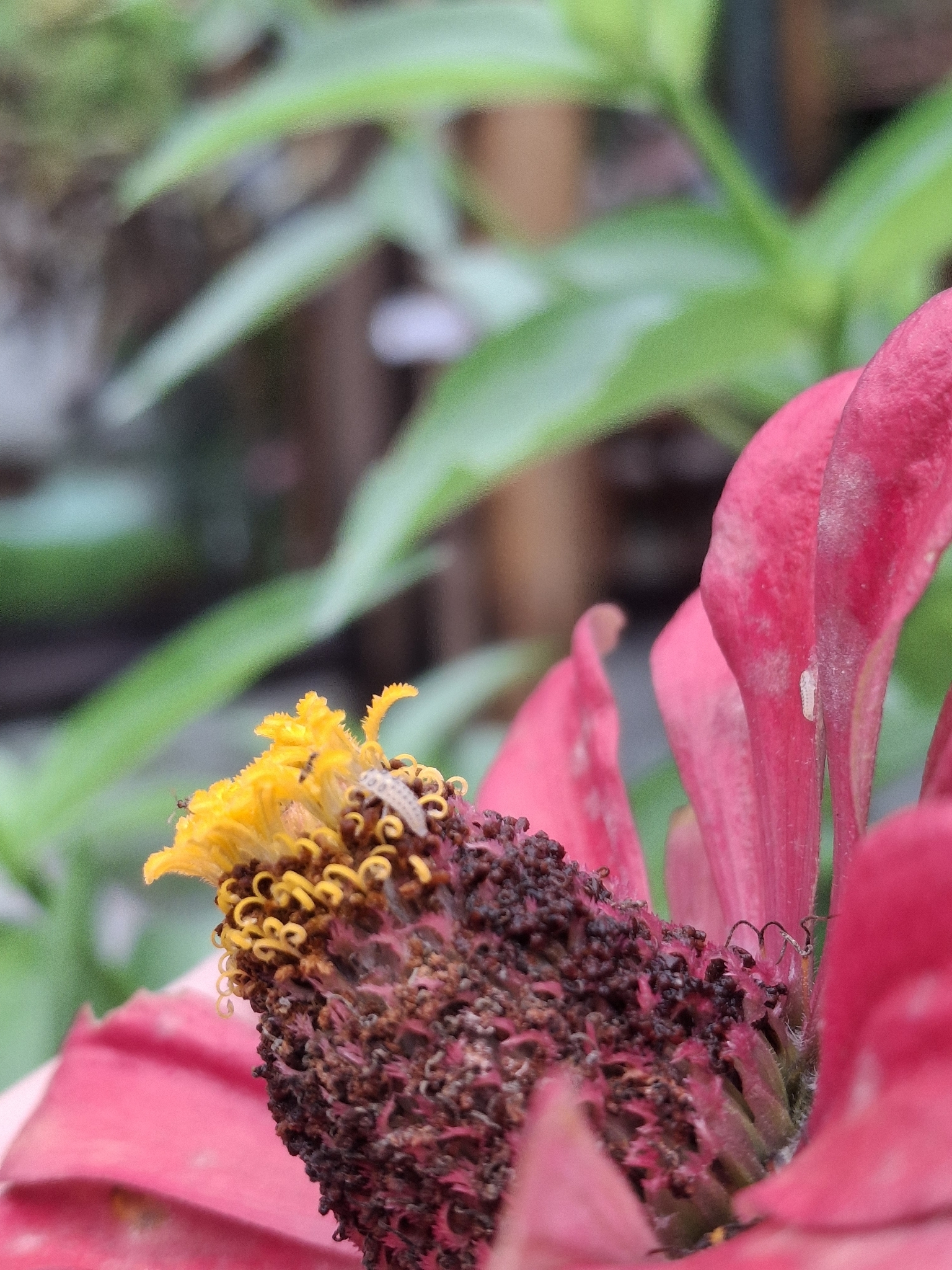 Elegant Zinnia (Zinnia elegans)