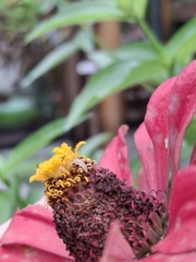 Zinnia Élégant (Zinnia elegans)