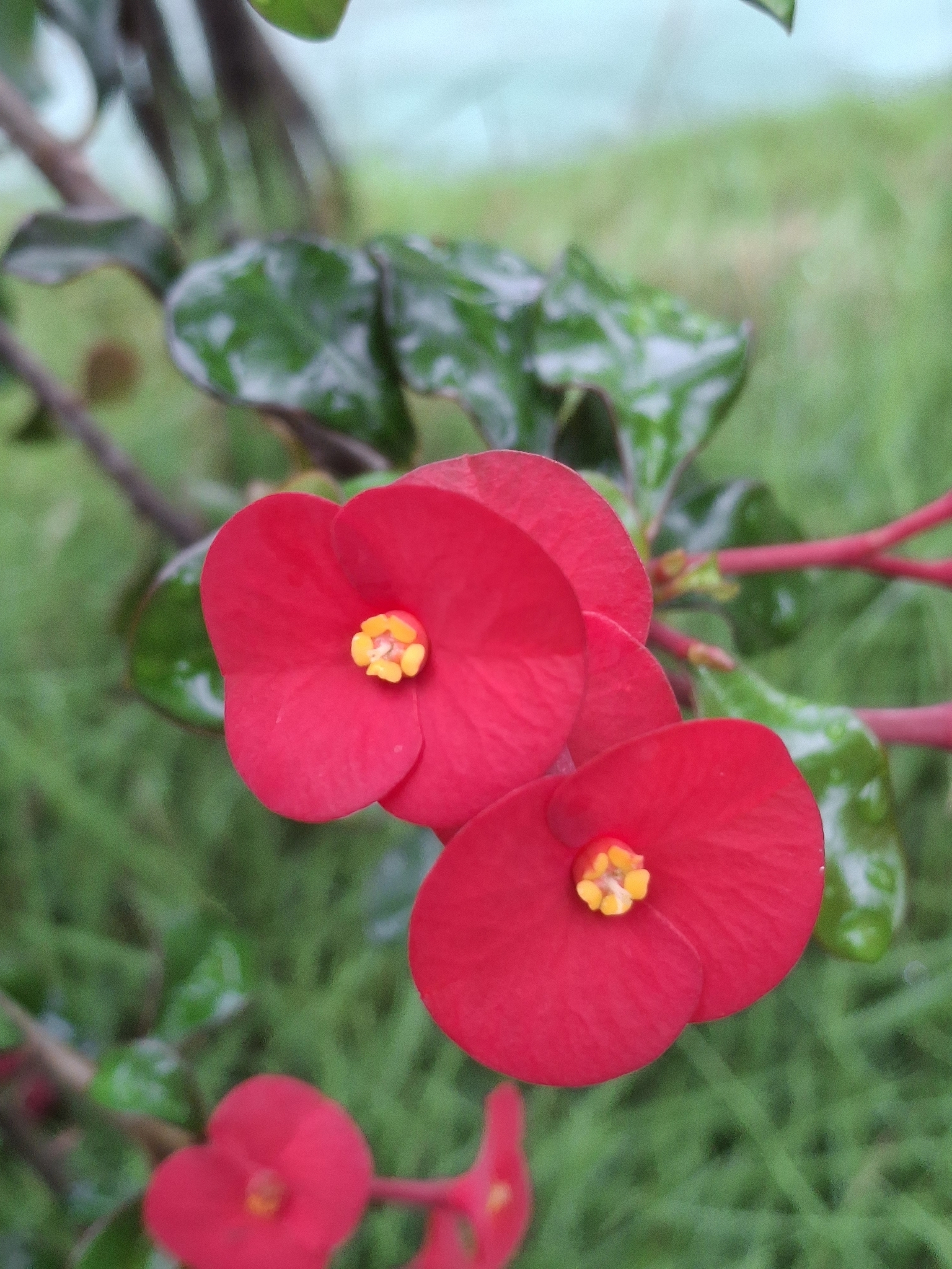 Crown-Of-Thorns (Euphorbia milii)