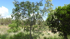 Santalum lanceolatum