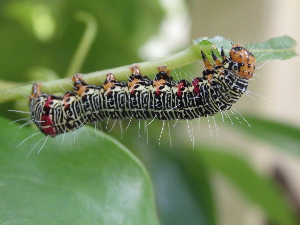 Australian Grapevine Moth in February 2020 by Graeme Rigg. Larvae ...