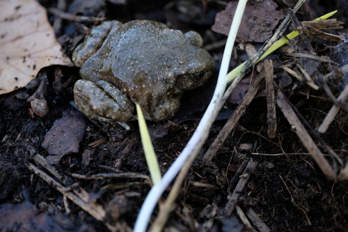 Catalonian Midwife Toad, Girona, Espanya, photo 9 of 10