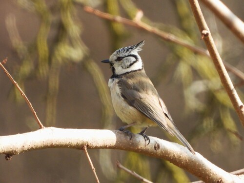 Herrerillo capuchino (Lophophanes cristatus)