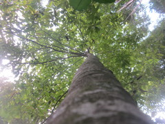 Homalium trichostemon