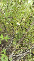 Scaevola spinescens
