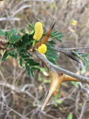 Vachellia collinsii