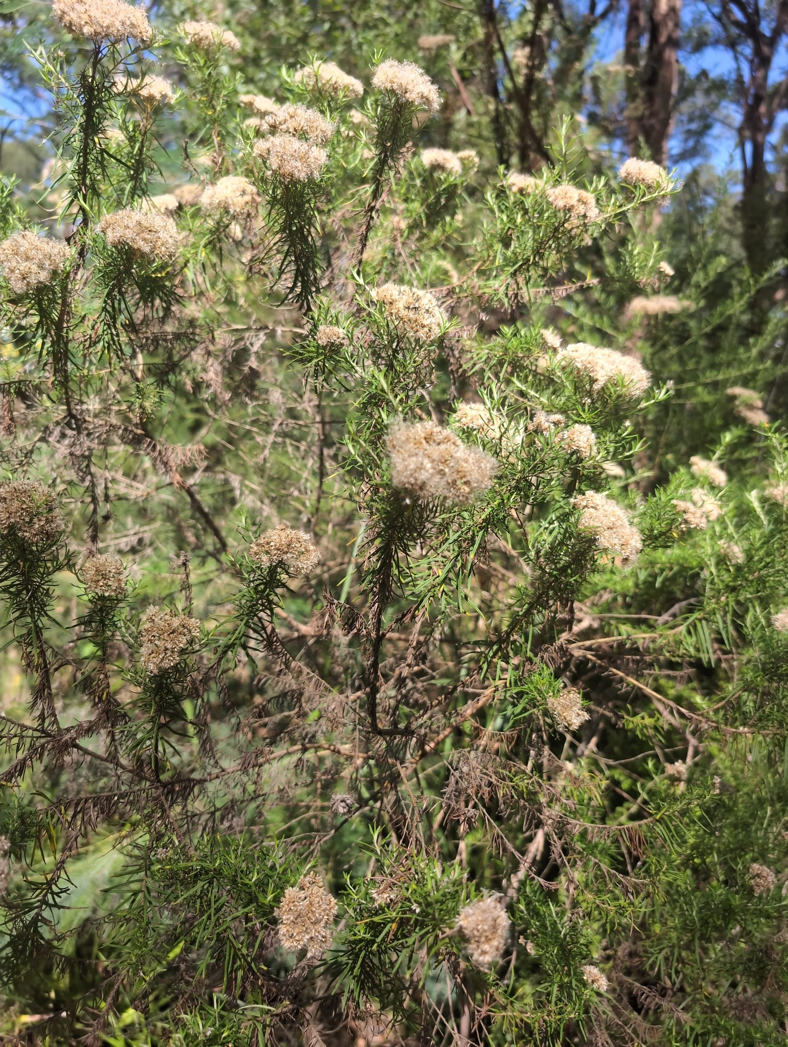 Australian Tauhinu (Cassinia aculeata)