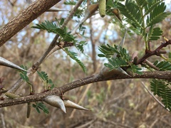 Vachellia collinsii