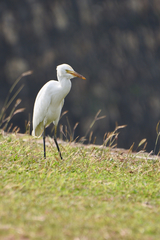 Bubulcus ibis