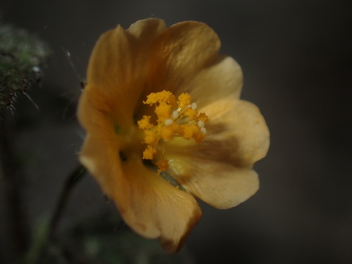 Sida cordata, photograph 4