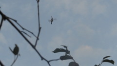 Chlorostilbon lucidus